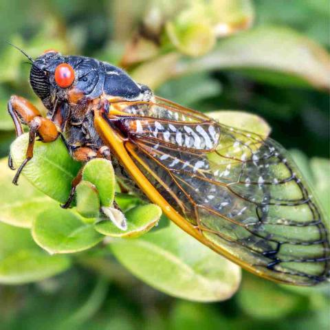 Cicada