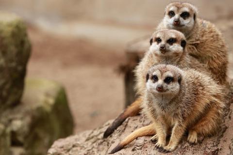 A trio of meercats look at the camera