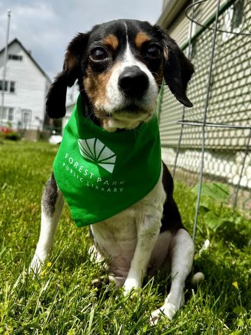 dog with green bandana