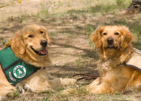 therapy dogs