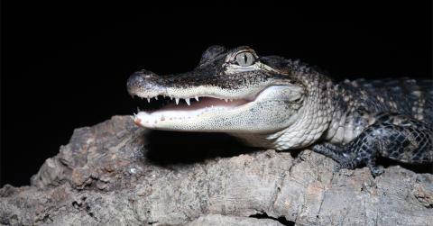 A close-up photo of the head and forearms of an American Alligator , it's mouth slightly cracked open, displaying teeth.