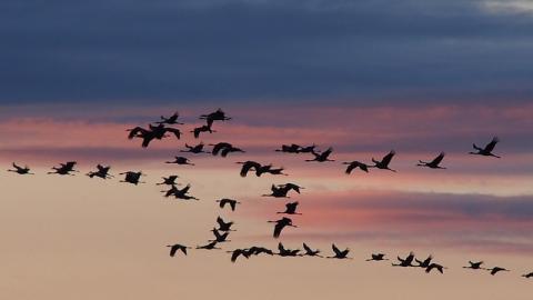 Image courtesy of Katherina2013 from Pixabay. A photo of a sunset crisscrossed by the silhouettes of migrating geese