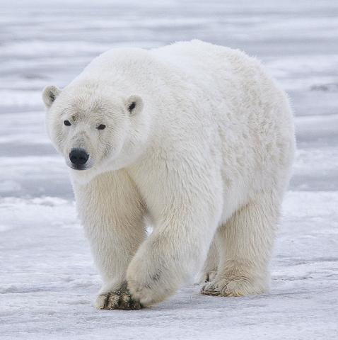 A photo of a polar bear walking on ice