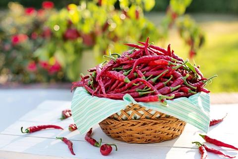 a pile of red peppers in a basket on a white table with a green lawn in the background
