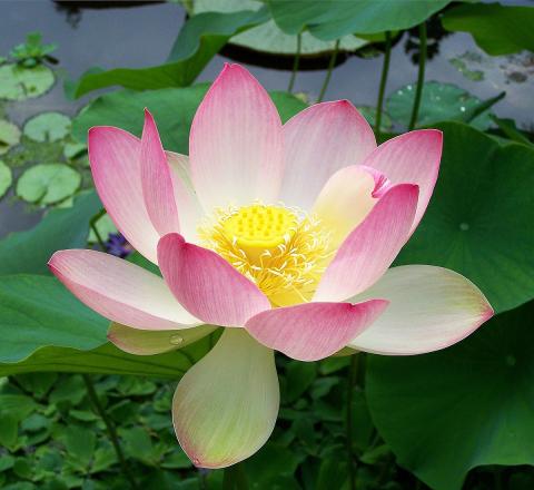 Close up photo of a pink and white lotus floating on top of the water. 