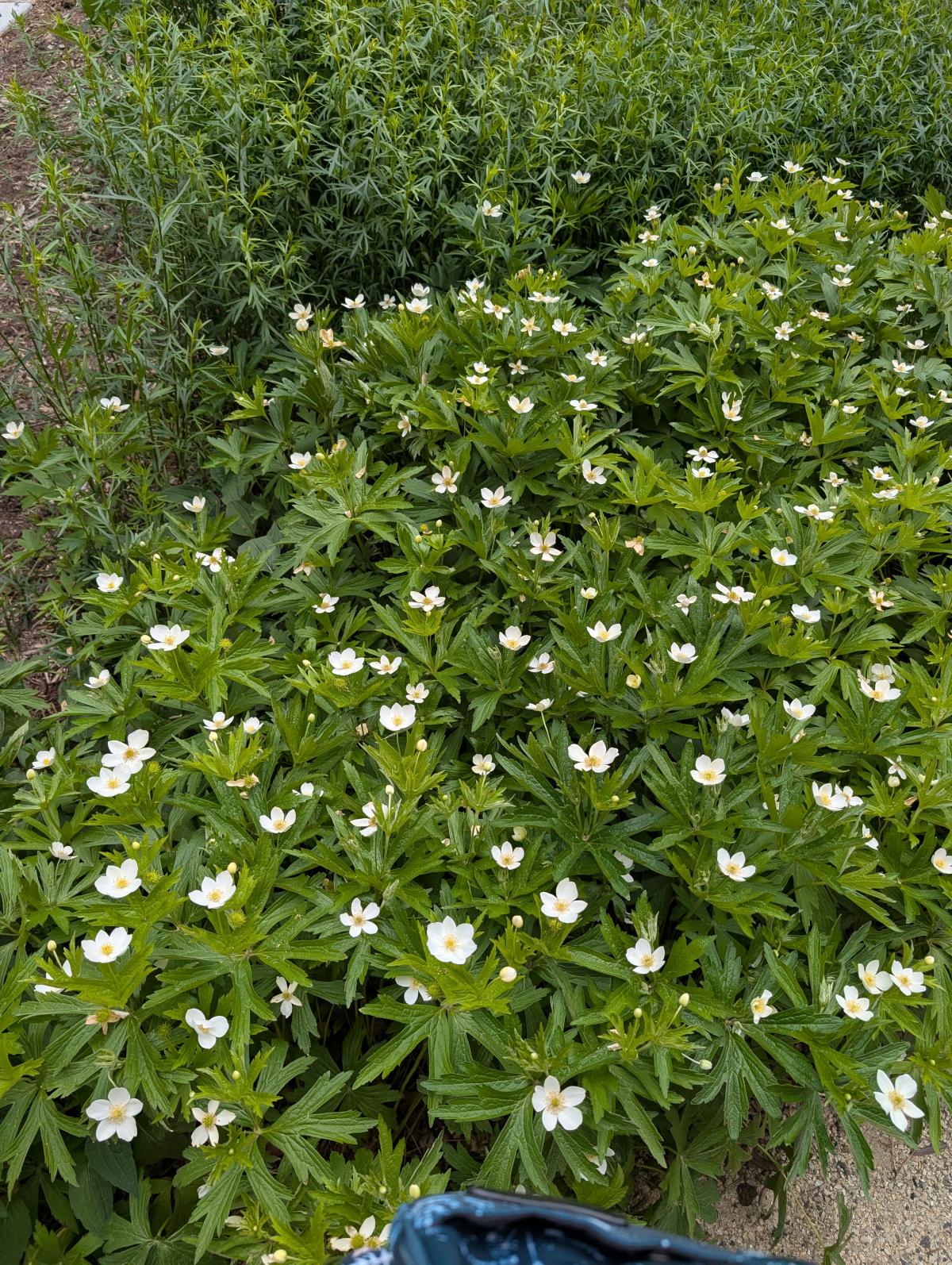 Photo of white anemones
