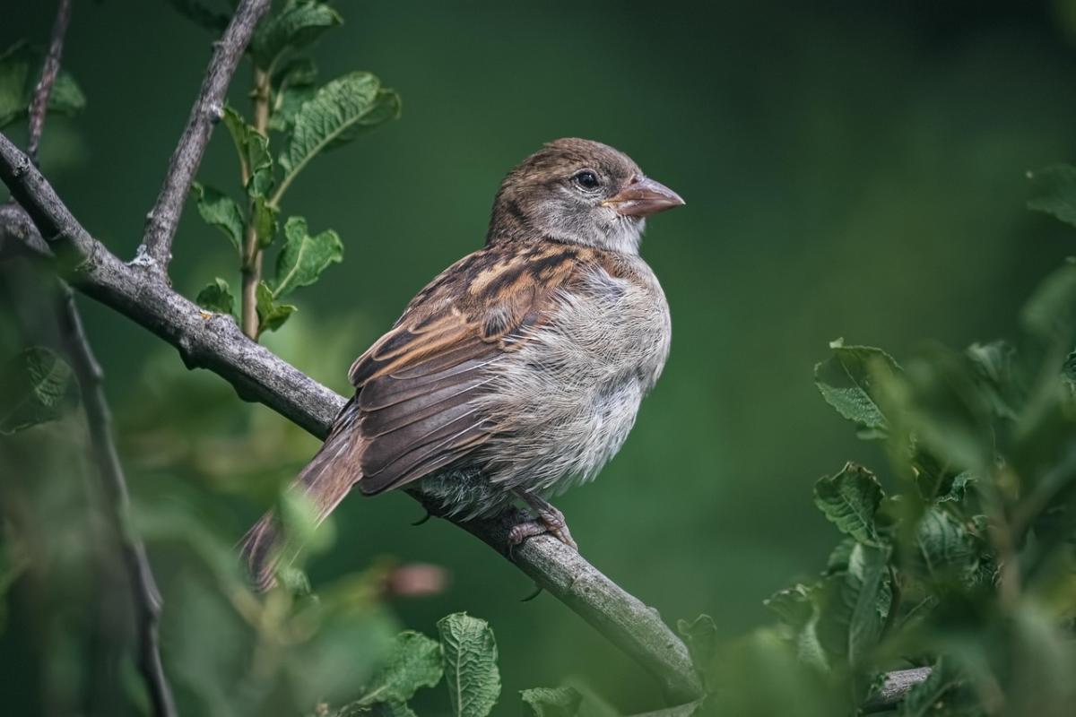 Close up photo of a brown sparrow sitting on a thin branch