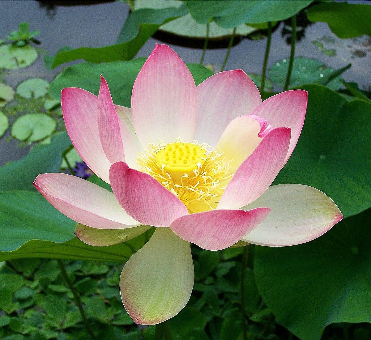 Close up photo of a pink and white lotus floating on top of the water. 